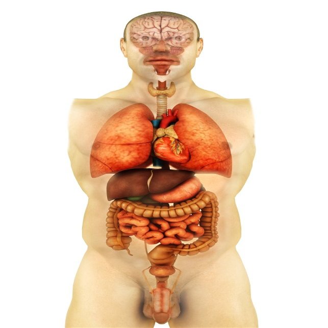 Posterazzi Anatomy of human body showing whole organs front view Poster Print, (22 x 35)