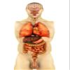 Posterazzi Anatomy of human body showing whole organs front view Poster Print, (22 x 35) view 1