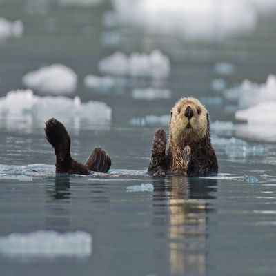 Posterazzi Otter (Enhydra Lutris) Swims On It's Back Amidst The Sea Ice Prince William Sound Alaska United States Of America Poster Print, (17 x 11)