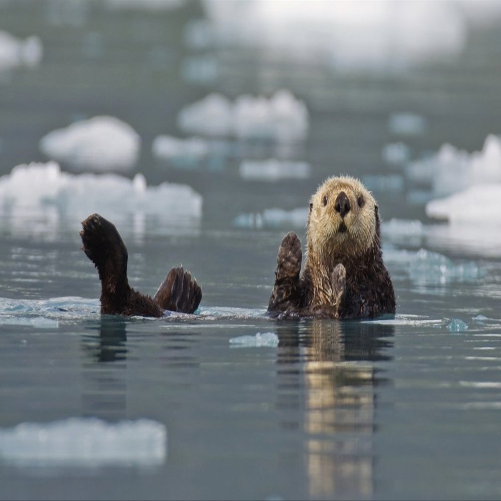 Posterazzi Otter (Enhydra Lutris) Swims On It's Back Amidst The Sea Ice Prince William Sound Alaska United States Of America Poster Print, (17 x 11)