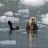 Posterazzi Otter (Enhydra Lutris) Swims On It's Back Amidst The Sea Ice Prince William Sound Alaska United States Of America Poster Print, (17 x 11) view 1