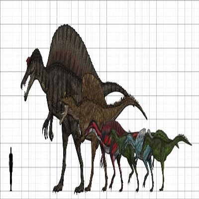 Posterazzi Spinosauridae size chart featuring Spinosaurus Oxalaia Suchomimus Baryonyx Ichthyovenator and Irritator Poster Print, (51 x 15)