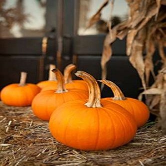 Posterazzi Pumpkins II Poster Print by Karyn Millet, (12 x 18)