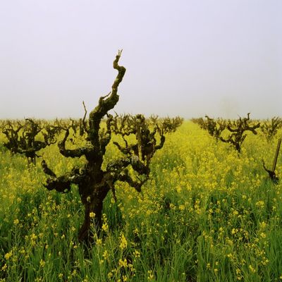 Vineyards in the fog Napa Valley California USA Poster Print (22 x 27)