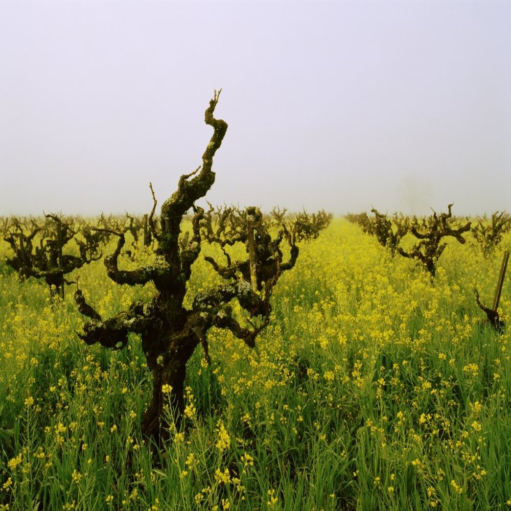 Vineyards in the fog Napa Valley California USA Poster Print (22 x 27)
