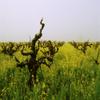 Vineyards in the fog Napa Valley California USA Poster Print (22 x 27) view 1