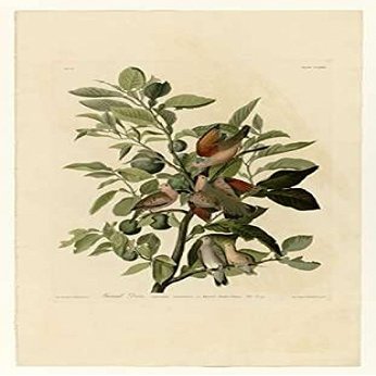 Posterazzi Ground Dove Poster Print by John James Audubon, (10 x 14)