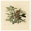 Posterazzi Ground Dove Poster Print by John James Audubon, (10 x 14) view 1