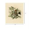 Posterazzi Ground Dove Poster Print by John James Audubon, (10 x 14) view 2