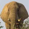 Posterazzi Low angle view of a Elephant Palmwag Concession Kunene Namibia Poster Print, (36 x 29) view 1