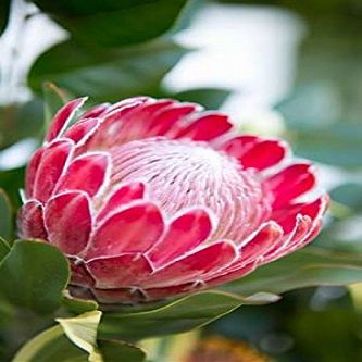 Posterazzi Pink Protea Poster Print by Karyn Millet, (12 x 18)