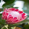 Posterazzi Pink Protea Poster Print by Karyn Millet, (12 x 18) view 1