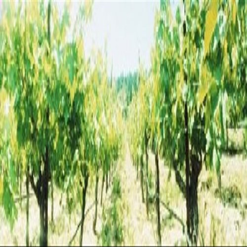 Posterazzi Vineyards in Spring Napa Valley California USA Poster Print, (38 x 12), Varies