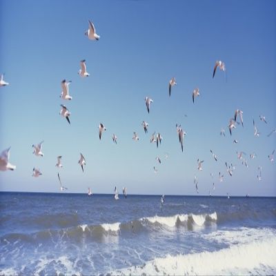 Posterazzi Birds flying over the sea Flagler Beach Florida USA Poster Print, (36 x 12)