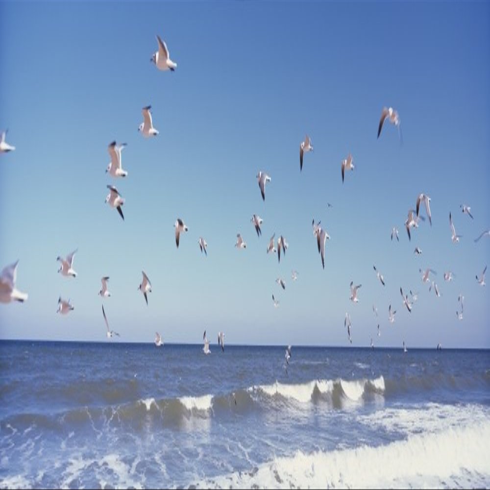 Posterazzi Birds flying over the sea Flagler Beach Florida USA Poster Print, (36 x 12)