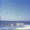 Posterazzi Birds flying over the sea Flagler Beach Florida USA Poster Print, (36 x 12) view 1