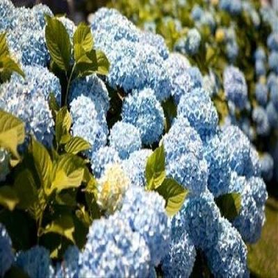 Posterazzi Blue Hydrangea Poster Print by Karyn Millet, (12 x 18)