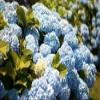 Posterazzi Blue Hydrangea Poster Print by Karyn Millet, (12 x 18) view 1