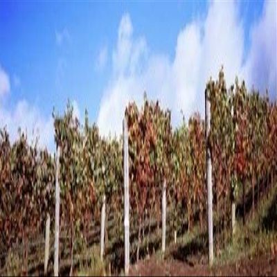 Posterazzi Vines in a vineyard Napa Valley Wine Country California USA Poster Print, (18 x 6)