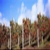 Posterazzi Vines in a vineyard Napa Valley Wine Country California USA Poster Print, (18 x 6) view 1
