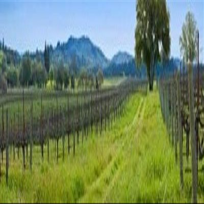 Posterazzi Vineyard in Sonoma Valley California USA Poster Print, (20 x 5)