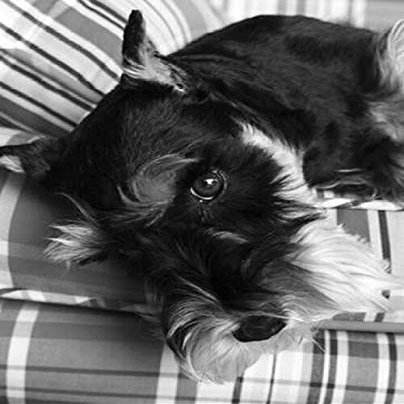 Posterazzi Schnauzer Black and White Poster Print by Karyn Millet, (20 x 24)