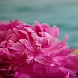 Posterazzi Fuchsia Peonies III Poster Print by Karyn Millet, (12 x 18)
