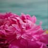 Posterazzi Fuchsia Peonies III Poster Print by Karyn Millet, (12 x 18) view 1