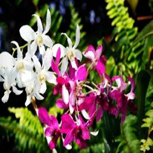Posterazzi Vanda Orchids II Poster Print by Alan Hausenflock, (10 x 14)