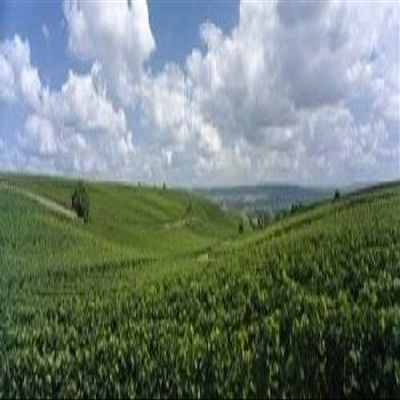 Posterazzi Clouds over vineyards Mainz Rhineland-Palatinate Germany Poster Print, (36 x 12)