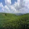 Posterazzi Clouds over vineyards Mainz Rhineland-Palatinate Germany Poster Print, (36 x 12) view 1