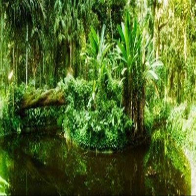 Posterazzi Subtropical forest of Parque Lage Jardim Botanico Corcovado Rio de Janeiro Brazil Poster Print, (32 x 12)