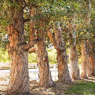 Posterazzi Eucalyptus Trees Poster Print by Karyn Millet, (12 x 18)