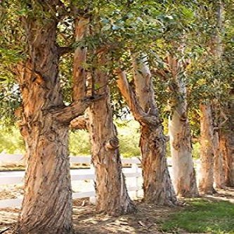 Posterazzi Eucalyptus Trees Poster Print by Karyn Millet, (12 x 18)