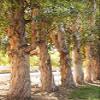 Posterazzi Eucalyptus Trees Poster Print by Karyn Millet, (12 x 18) view 1
