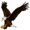 15" bald eagle r MAGNET Vinyl Car Fridge Sticks to any Metal Surface view 1