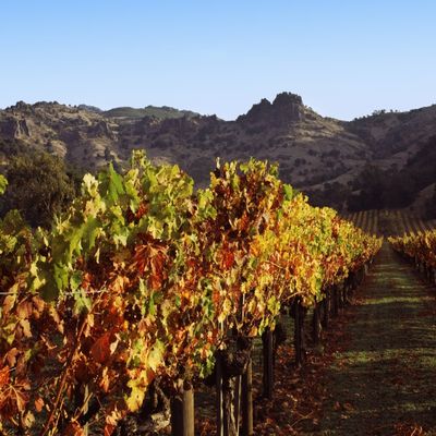 Grapevines in a vineyard Stags Leap Vineyards Napa Valley California USA Poster Print (22 x 27)