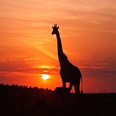 Posterazzi Giraffe suckling young one Maasai Mara Wildlife Reserve Kenya Poster Print by Jagdeep Rajput, (27 x 18)