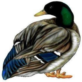 30" duck r MAGNET Vinyl Car Fridge Sticks to any Metal Surface