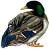 30" duck r MAGNET Vinyl Car Fridge Sticks to any Metal Surface view 1