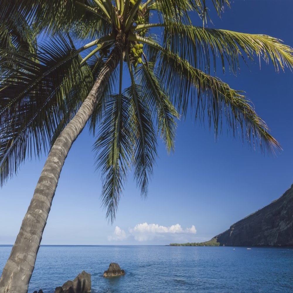Coconut Palm (Cocos nucifera) on Kealakekua Bay with view of Captain Cook Monument Kona Hawaii Island of Hawaii United States of America Poster Print (19 x 12)