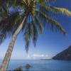 Coconut Palm (Cocos nucifera) on Kealakekua Bay with view of Captain Cook Monument Kona Hawaii Island of Hawaii United States of America Poster Print (19 x 12) view 1