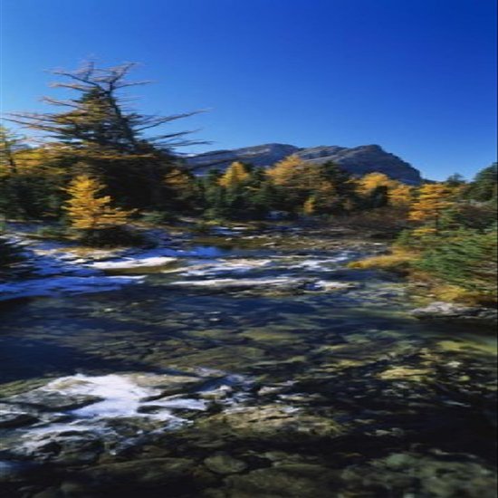 Posterazzi Stream flowing in a forest Mount Assiniboine Provincial Park border of Alberta and British Columbia Canada Poster Print, (18 x 6)