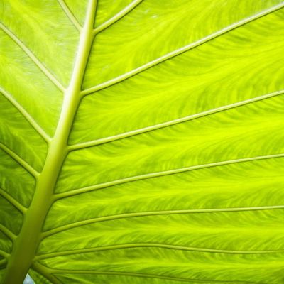 Close-Up Of A Leaf Poster Print (22 x 34)