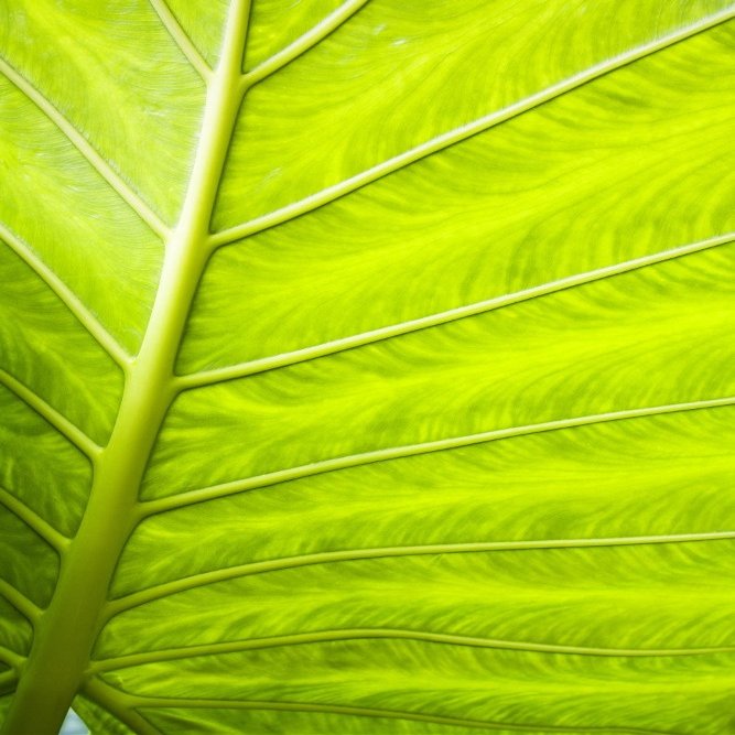 Close-Up Of A Leaf Poster Print (22 x 34)