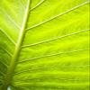 Close-Up Of A Leaf Poster Print (22 x 34) view 1
