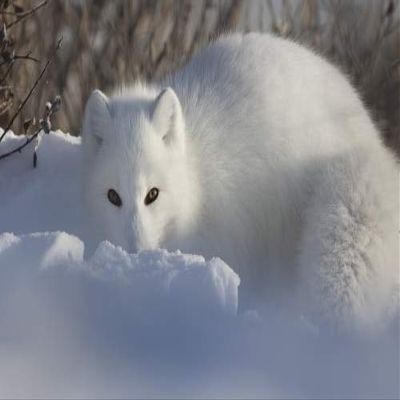 Posterazzi Arctic fox (Vulpes lagopus) staring at the photographer while digging in the snow Churchill Manitoba Canada Poster Print, (19 x 12)