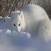Posterazzi Arctic fox (Vulpes lagopus) staring at the photographer while digging in the snow Churchill Manitoba Canada Poster Print, (19 x 12) view 1