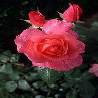 Posterazzi English Rose in Butchart Gardens Vancouver Island British Columbia Canada Poster Print by Connie Ricca, (18 x 26)