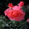 Posterazzi English Rose in Butchart Gardens Vancouver Island British Columbia Canada Poster Print by Connie Ricca, (18 x 26) view 1